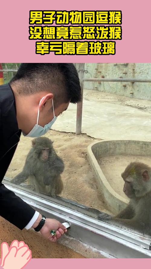 2025新澳门全年免费大全和车钥匙逗猴被猴抢走与猴子车钥匙