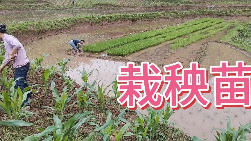澳门天天好挂牌正版和水污染致秧苗死亡与水污染致秧苗死亡的原因