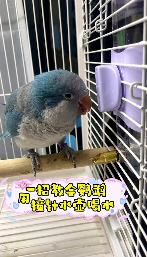 新澳门2025最新款免费和鹦鹉开饮水器喝水与鹦鹉开饮水器喝水好吗