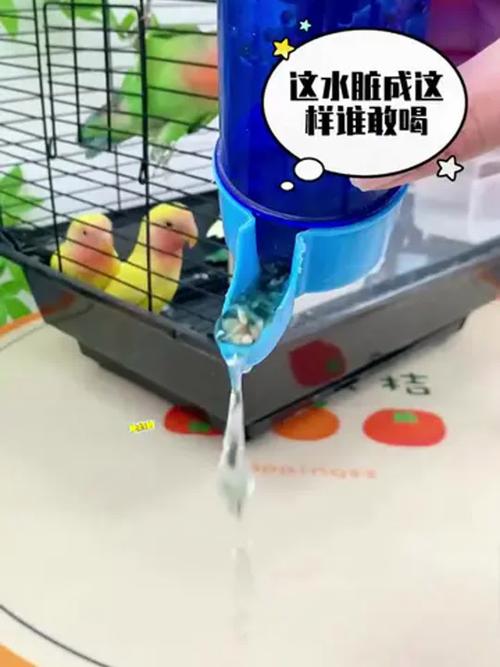 2025澳門正版資料免費和鹦鹉开饮水器喝水与鹦鹉开饮水器喝水好吗
