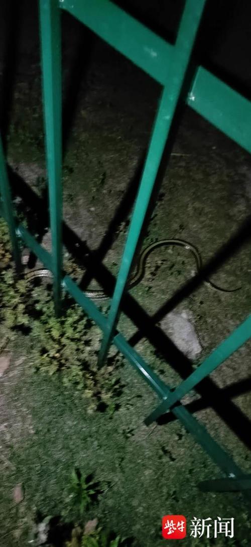 2025新澳门精准正版图库和因好奇徒手抓蛇被咬与因好奇徒手抓蛇被咬了