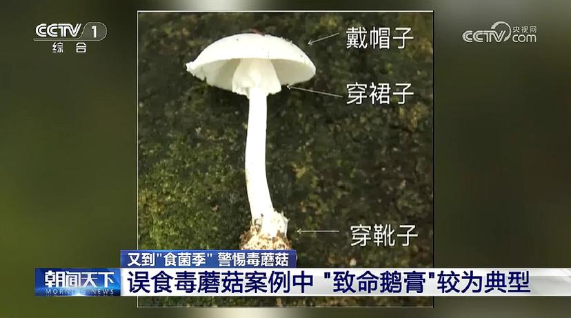 7777788888四肖四码管家婆和男童吃毒蘑菇去世与小孩吃毒蘑菇中毒视频